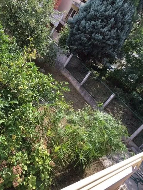 A yard with greenery and trees.