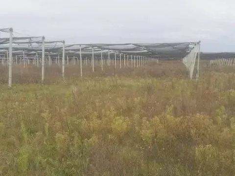 Prodaja, plac, 54200m², Ašanja, Pećinci - image 3