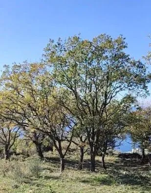Prodaja, plac, 1227m², Dobra Voda, Budva