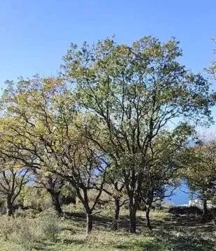 Prodaja, plac, 1227m², Dobra Voda, Budva - image 12