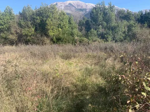 Pogled na zarasli plac sa rastinjem i drvećem u pozadini. - image 2
