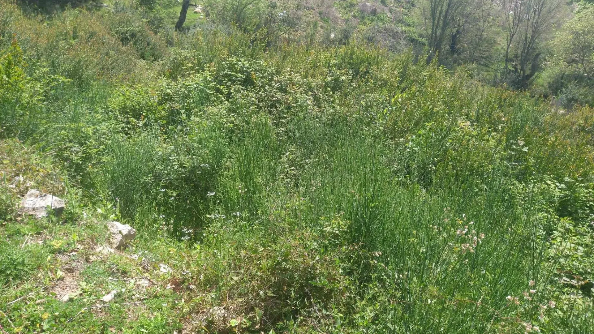 Prodaja, plac, 1072m², Kavač, Kotor