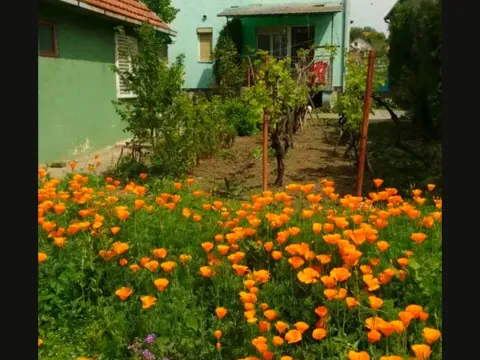 Prodaja, kuća, 240m², Titel, Novi Sad - image 13