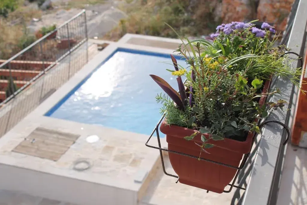 View from the terrace towards the swimming pool and yard with a potted flower in the foreground.