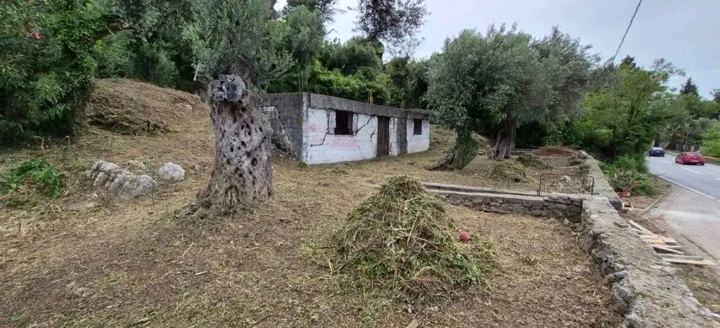 Dvorište sa starom prizemnom kućom, maslinama i kamenim zidom pored puta.