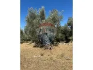 Sale, land lot, 1546m², Bartula, Bar - image 1