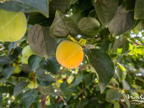 Sale, house, 247m², Đenovići, Herceg Novi - image 44