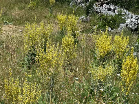 Prodaja, plac, 1000m², Grahovo, Nikšić - image 5