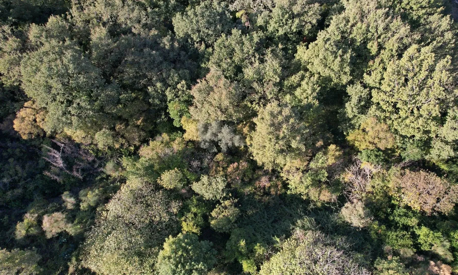 Prodaja, plac, 511m², Reževići, Budva