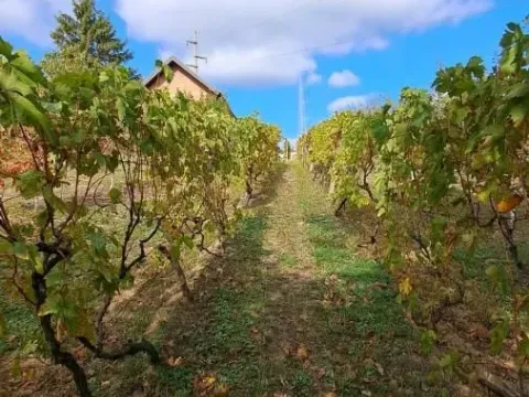 Prodaja, plac, 3000m², Sremska Kamenica, Petrovaradin - image 6