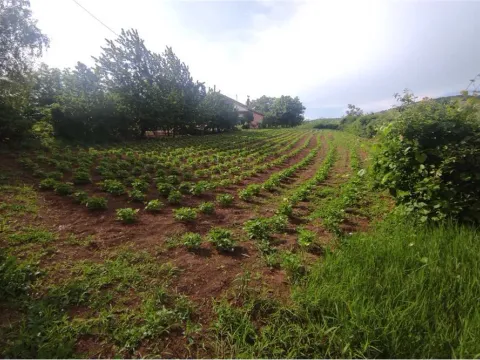 Prodaja, plac, 1388m², Niš, Srbija - image 6