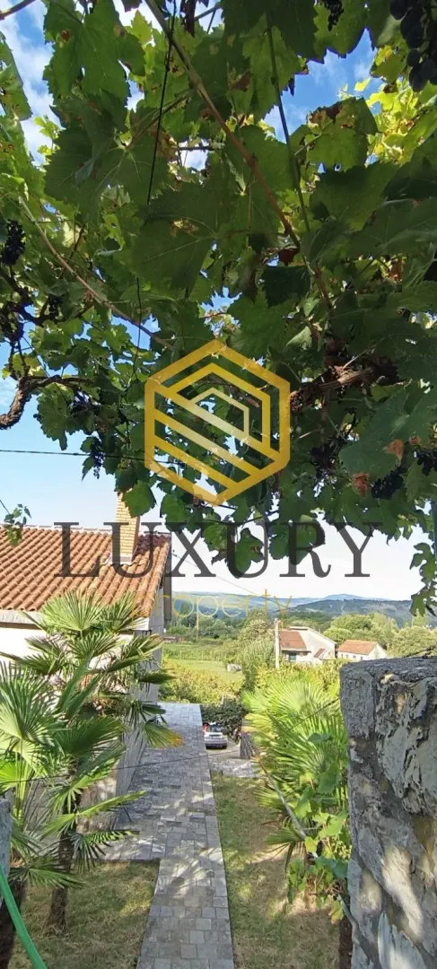 View of the courtyard and surroundings through a grapevine canopy.