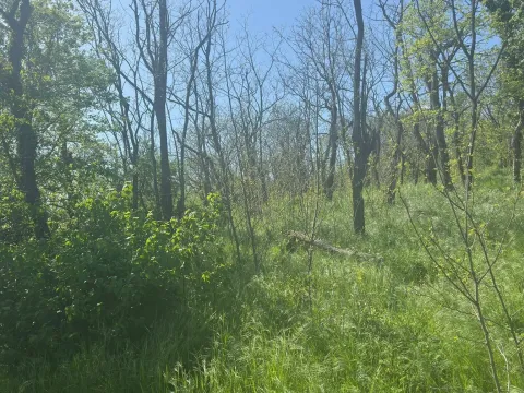 Prodaja, plac, 300m², Vršac, Srbija - image 4