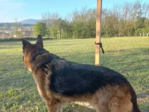 Prodaja, plac, 2743m², Sopot, Beograd - image 11