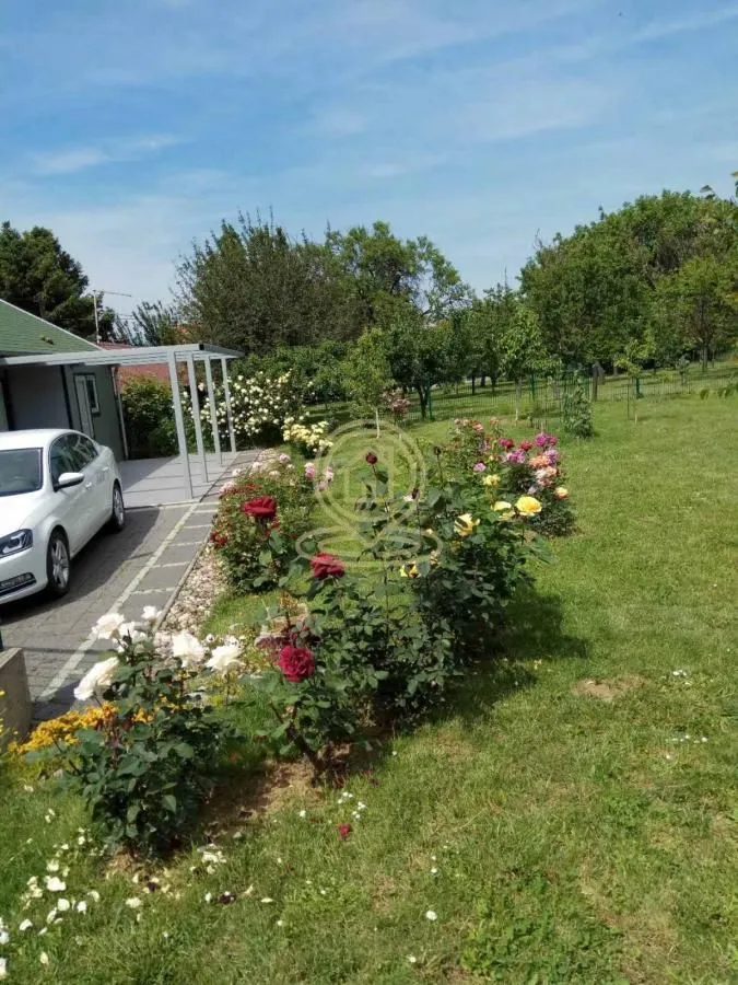 Uređeno dvorište sa travnjakom, ružama i parkiranim automobilom.