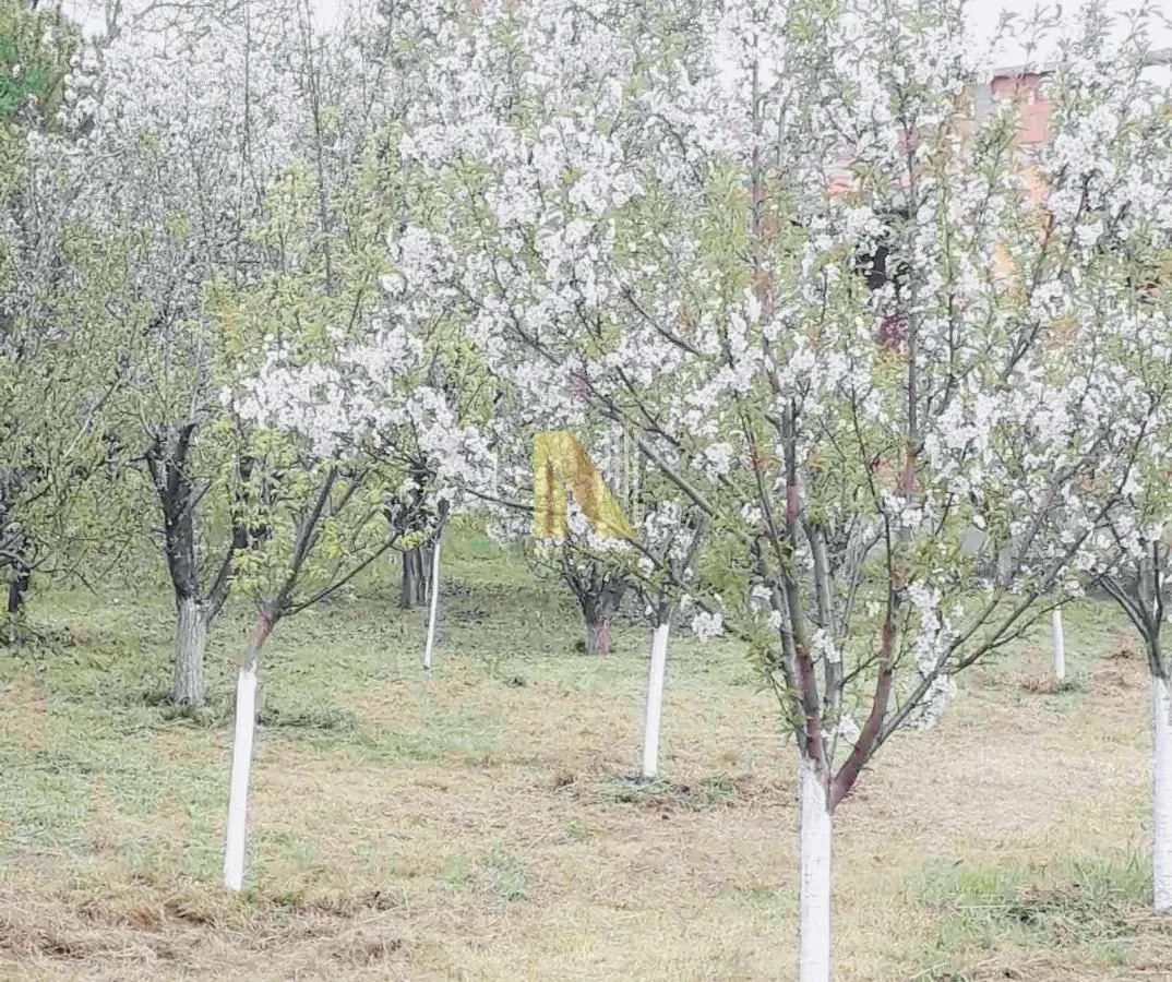 Prodaja, plac, 1547m², Sremska Kamenica, Petrovaradin