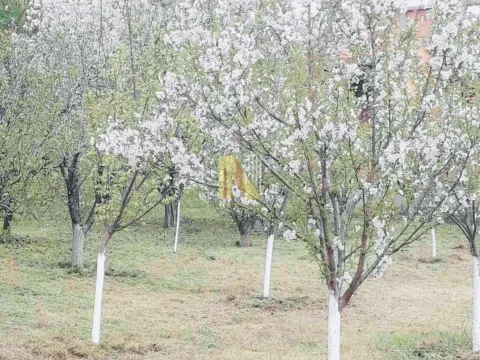 Prodaja, plac, 1500m², Sremska Kamenica, Petrovaradin - image 5