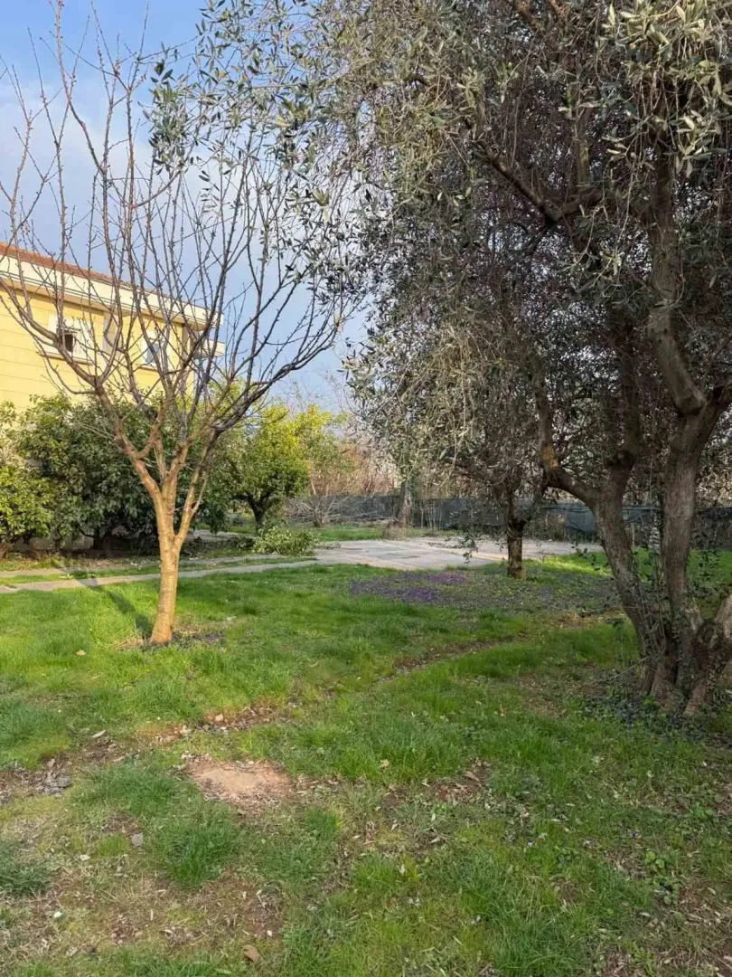 Green yard with trees next to a house.