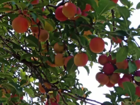 Prodaja, kuća, 120m², Gračanica, Andrijevica - image 11