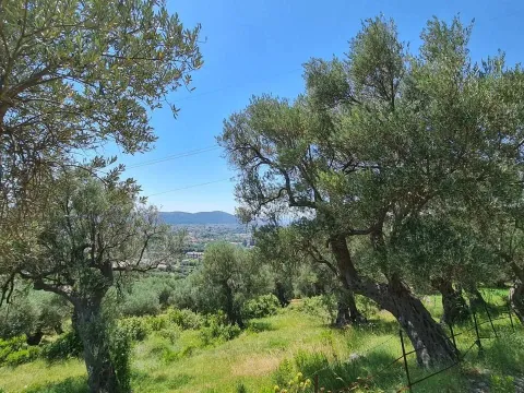 Prodaja, plac, 10000m², Centar, Bar - image 1