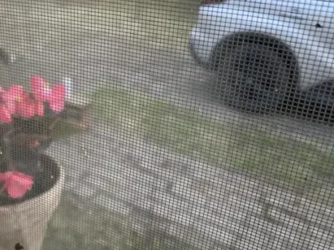 Sale, house, 155m², Rusko Selo, Kikinda - image 4