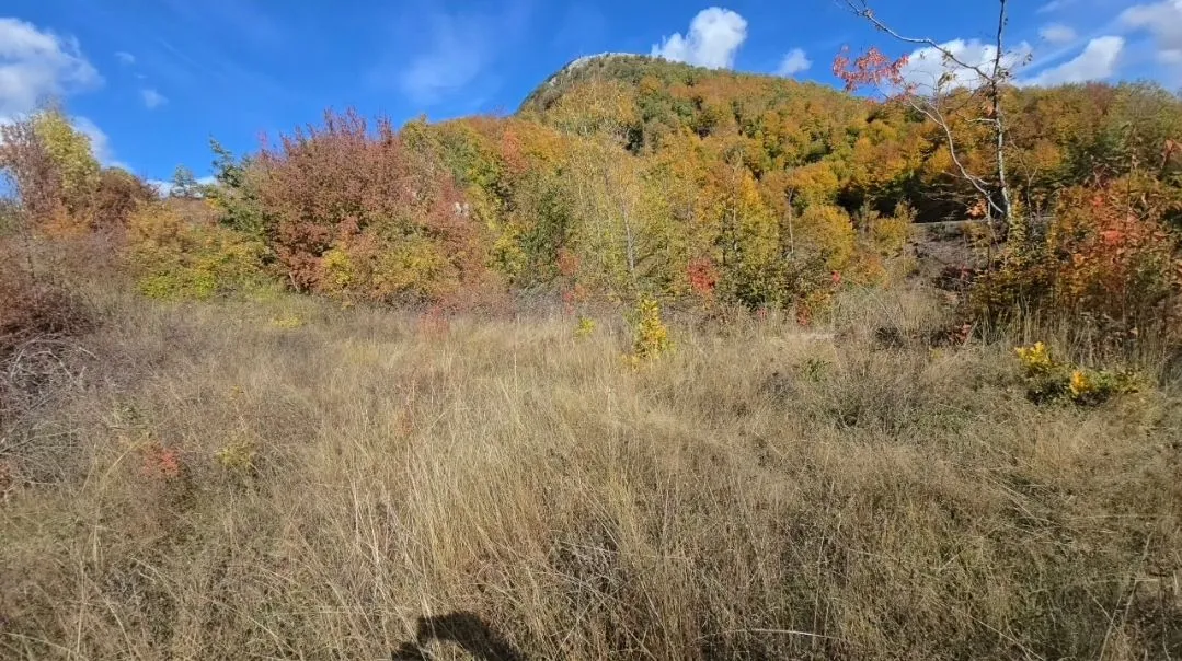 Pogled na zemljište sa travom i listopadnim rastinjem u jesenjim bojama.