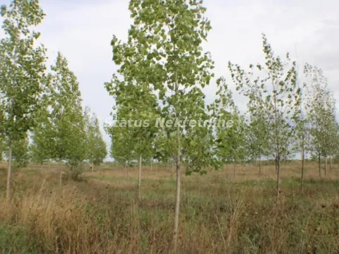 Prodaja, plac, 1378m², Zrenjanin, Srbija - image 24