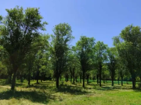 Sale, land lot, 8146m², Miločani, Nikšić - image 6