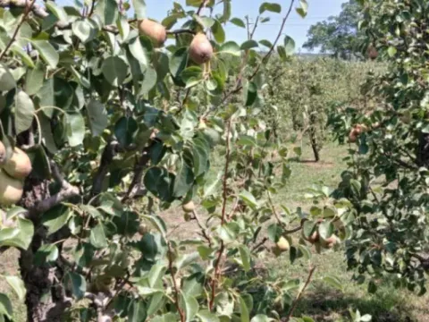 Prodaja, kuća, 80m², Ozrinići, Nikšić - image 10