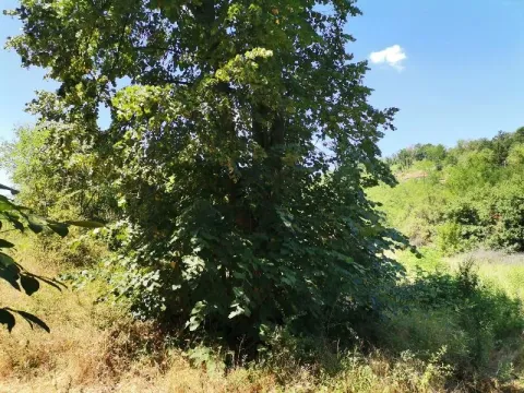 Zeleno dvorište sa velikim drvetom i prirodom u okruženju. - image 4
