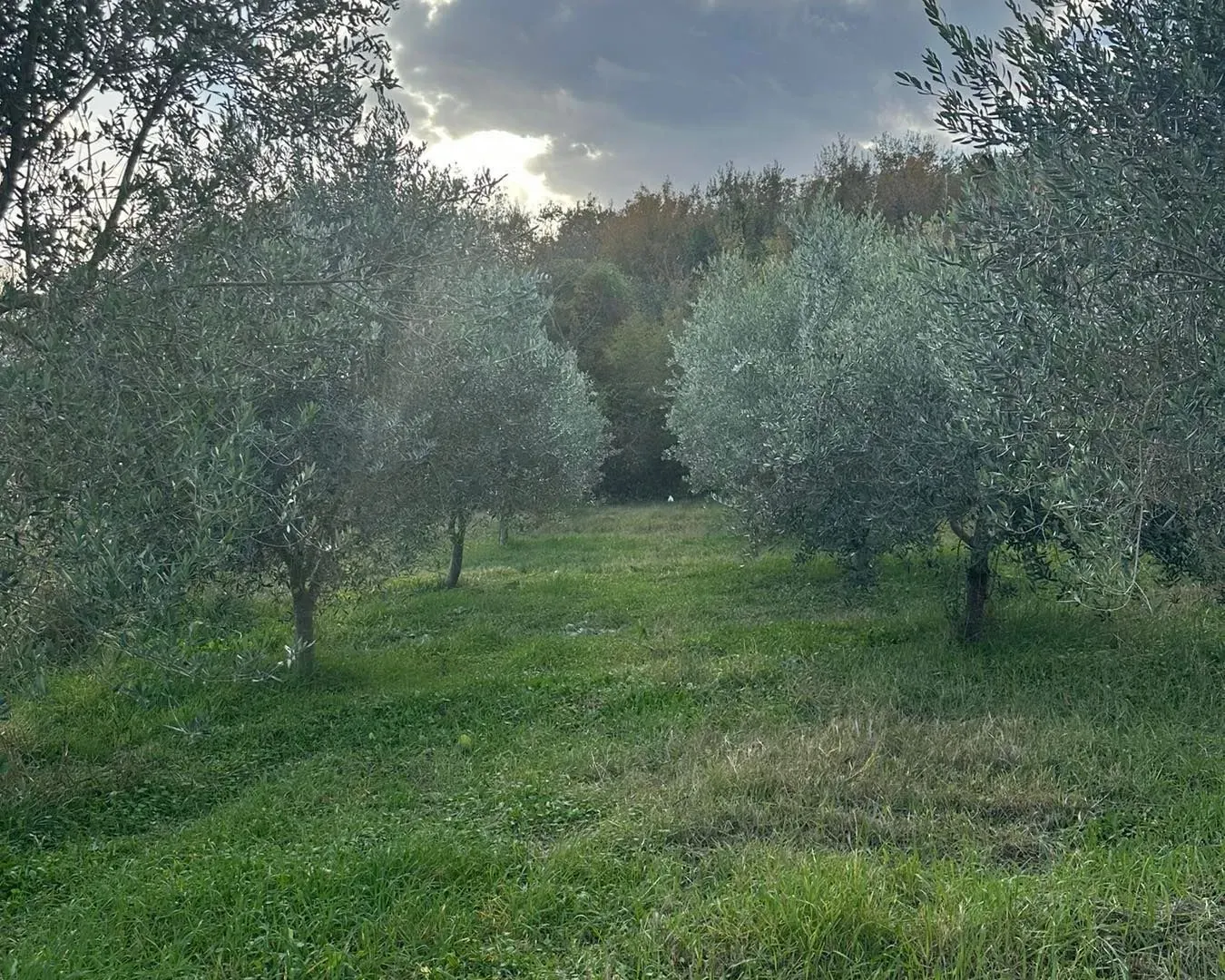 Prodaja, plac, 6000m², Ulcinj, Crna Gora