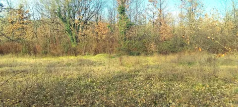 Pogled na zemljište i šumu u jesenjem periodu. - image 7