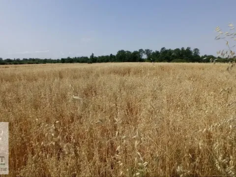 Sale, land lot, 9000m², Konatice, Obrenovac - image 4