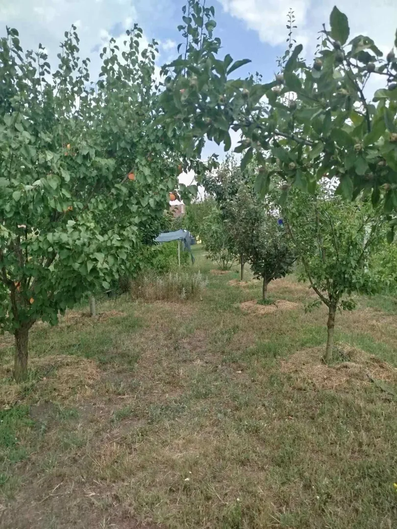 Zeleno dvorište sa voćnjakom i travnjakom.