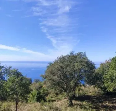 Prodaja, plac, 1227m², Dobra Voda, Budva - image 10
