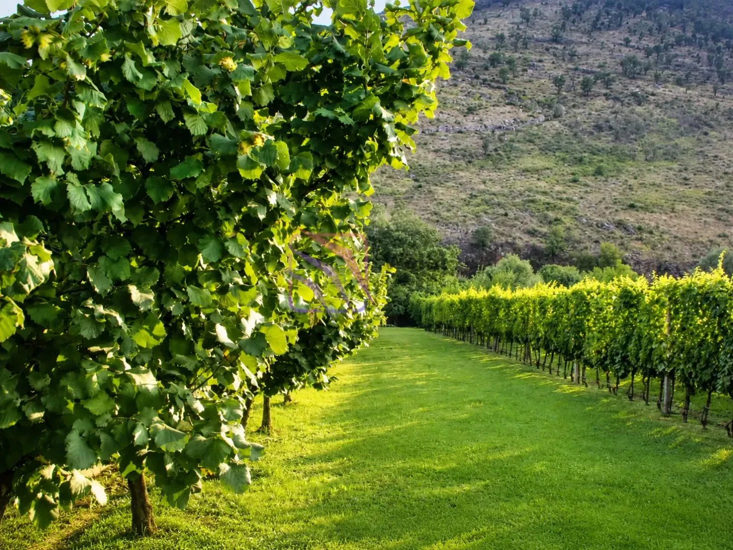 View of a green orchard and vineyard with neatly mowed grass.