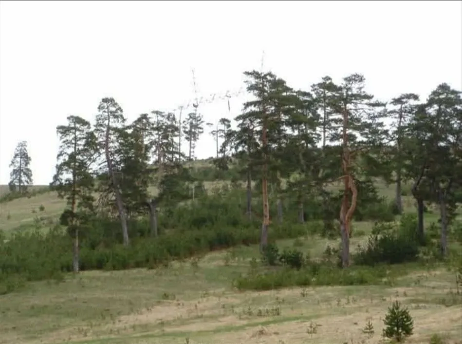 Sale, land lot, 7441m², Zlatibor, Srbija