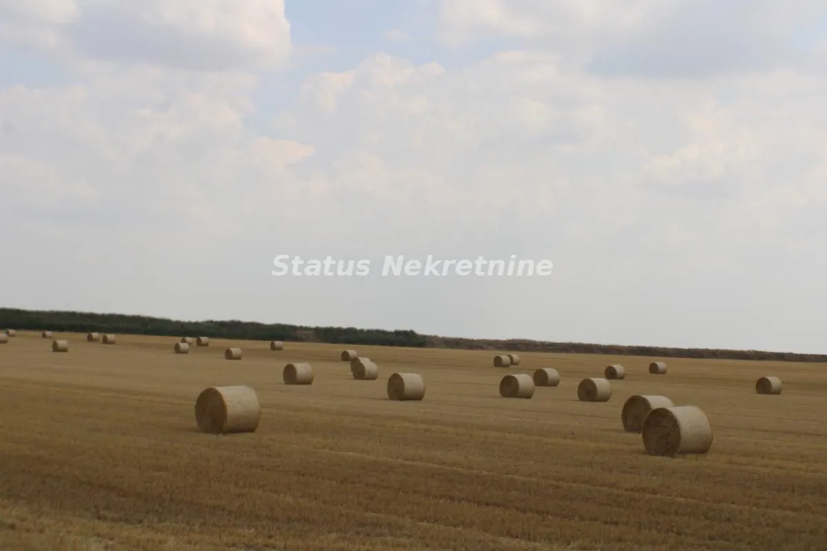 Pogled na prostranu njivu sa rolovanim balama sena.