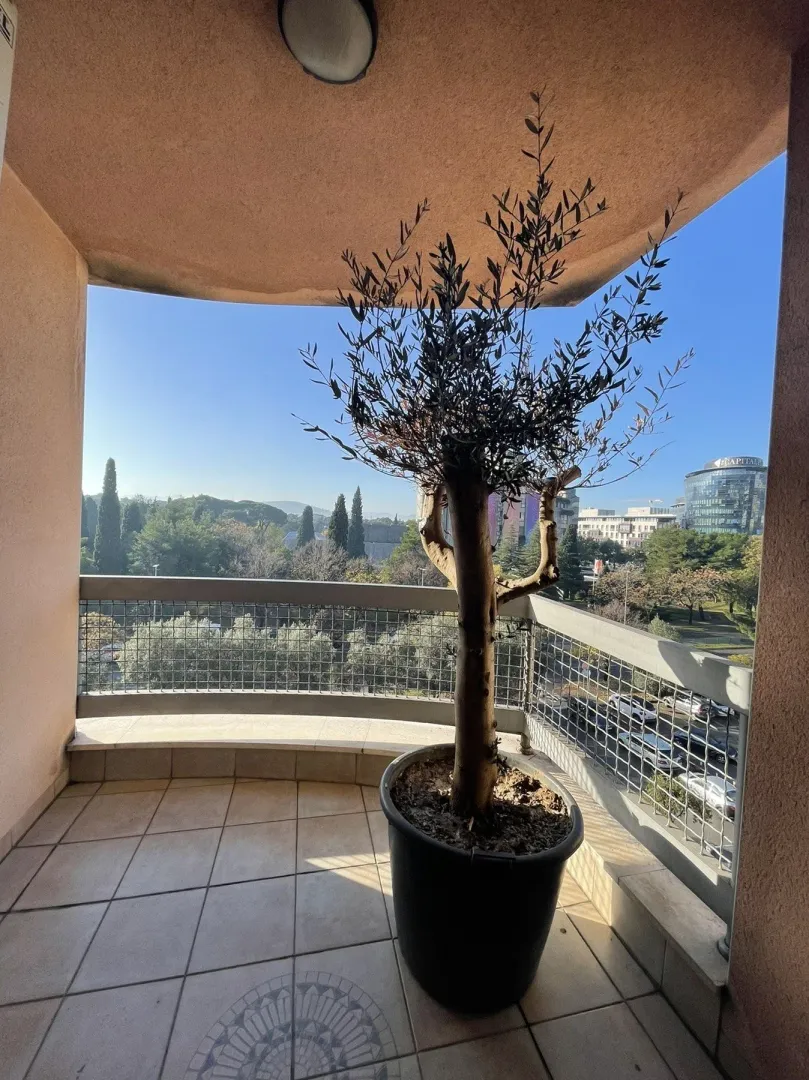 A terrace featuring a potted olive tree and a view of the city.