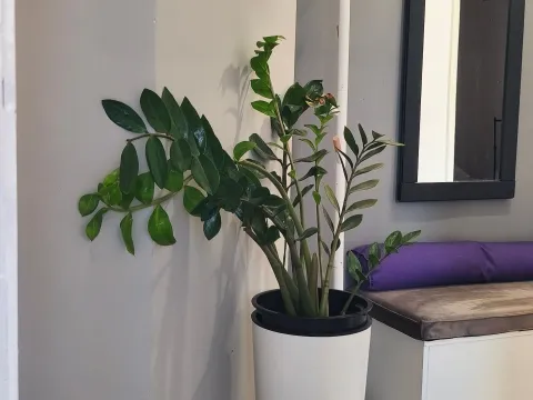 Rent, one bedroom apartment, 35m², Preko Morače, Podgorica - image 8