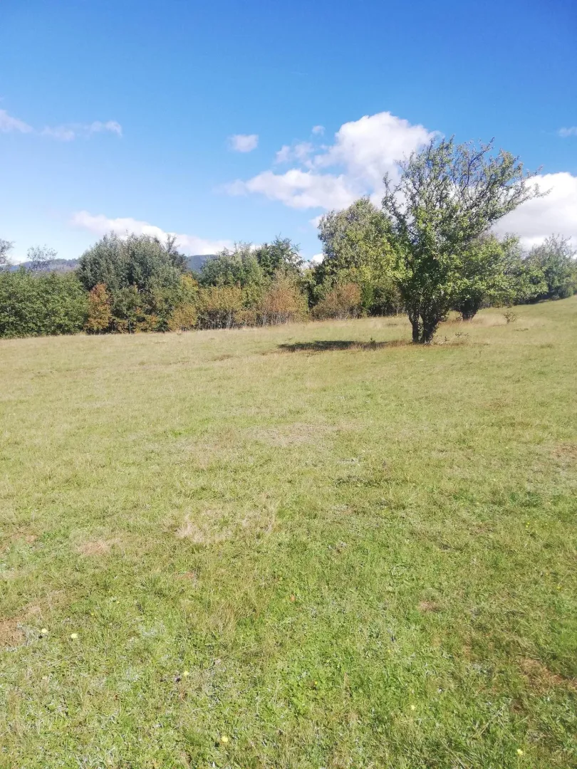 Prostran travnati plac okružen drvećem pod plavim nebom.