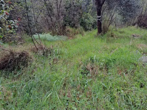 Prodaja, plac, 3004m², Podkošljun, Budva - image 7