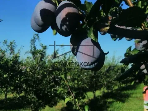 Prodaja, plac, 4636m², Sremska Mitrovica, Srbija - image 14