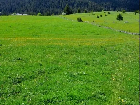 Prodaja, plac, 4406m², Pitomine, Žabljak - image 6