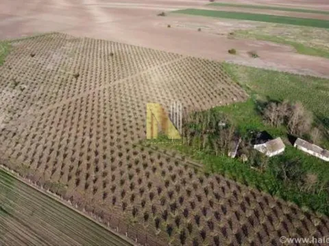 Prodaja, plac, 74000m², Žabalj, Srbija - image 1