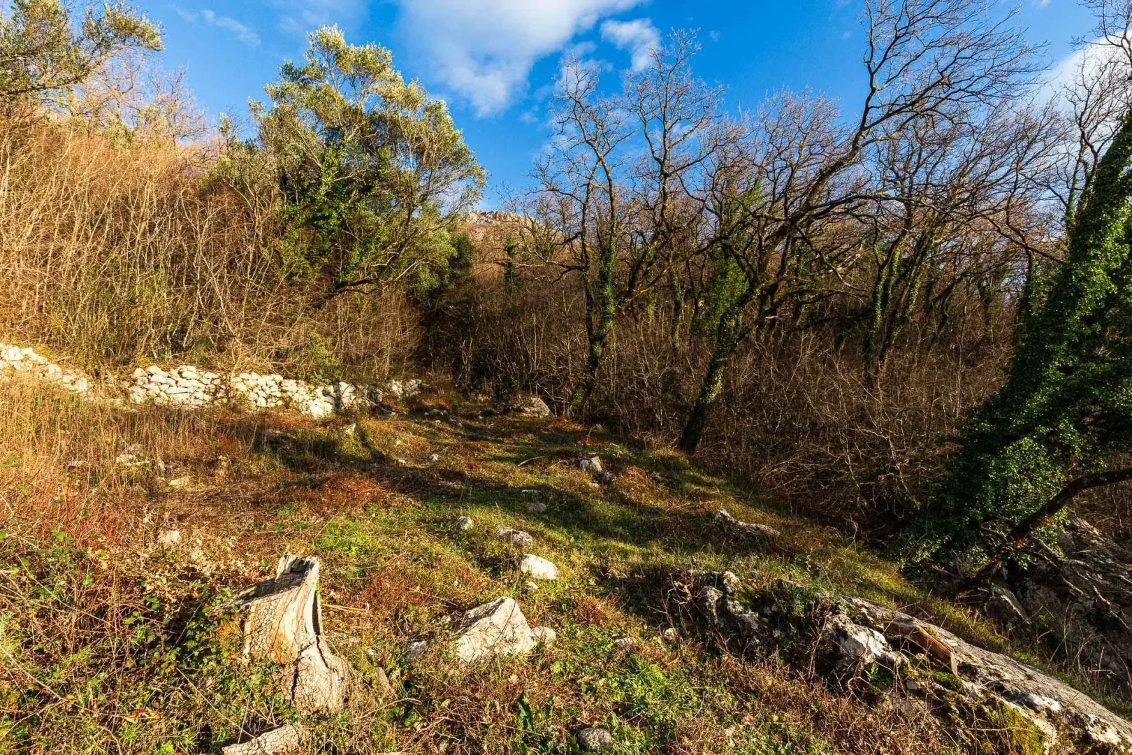 Pogled na šumoviti dio dvorišta sa stablima i rastinjem.