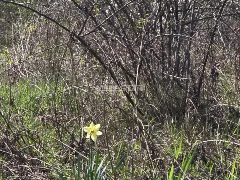 Prodaja, kuća, 220m², Sremčica, Beograd - image 7