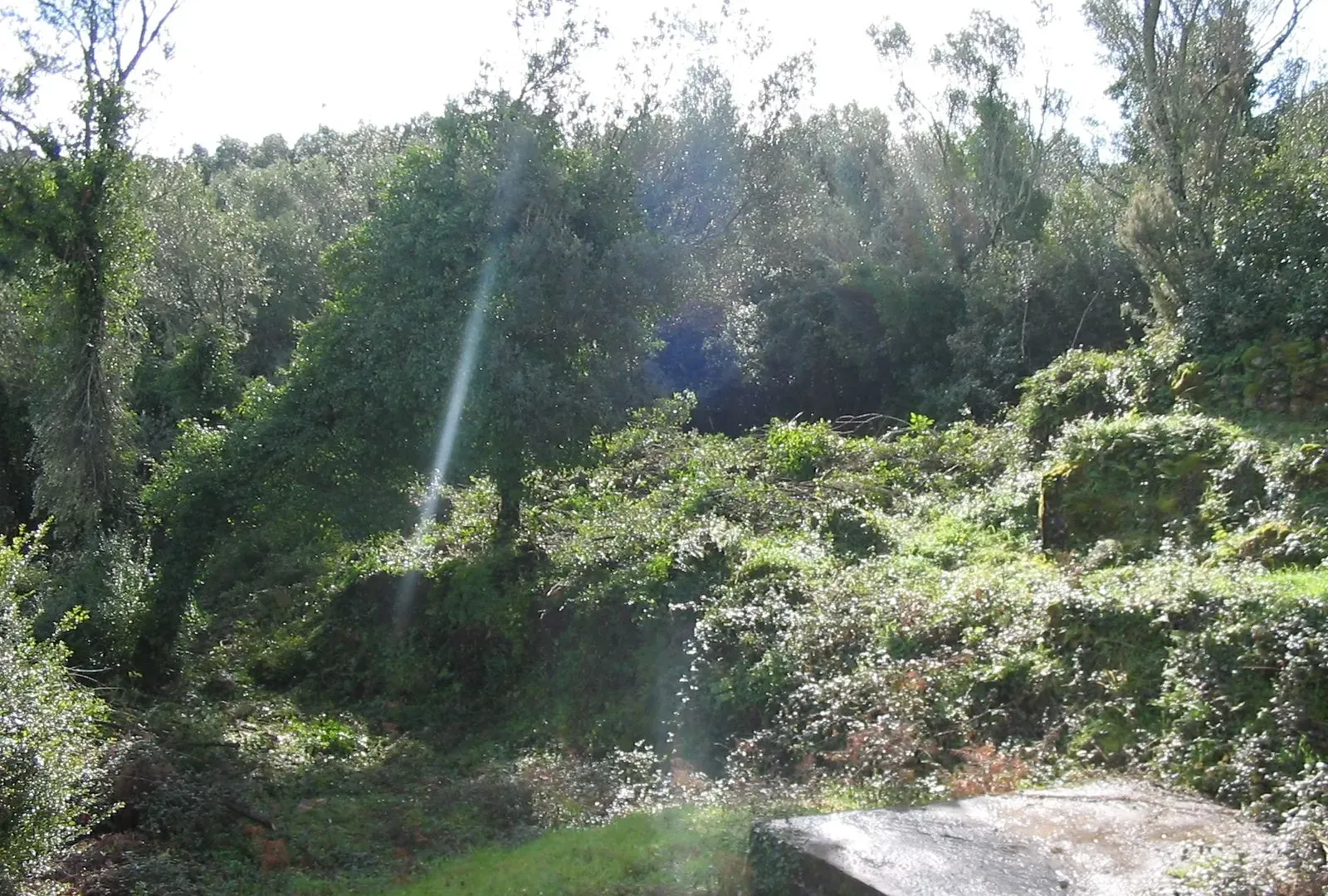Prodaja, plac, 452m², Tivat, Crna Gora
