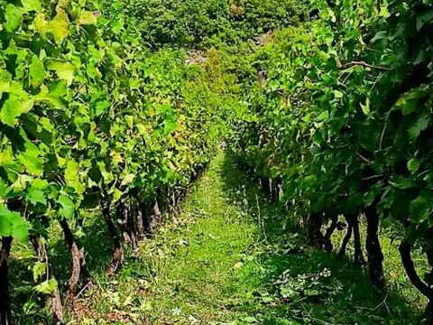 Prodaja, kuća, 170m², Crmnica, Bar - image 3