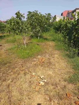 Dvorište sa stablima smokve i vinovom lozom. - image 4